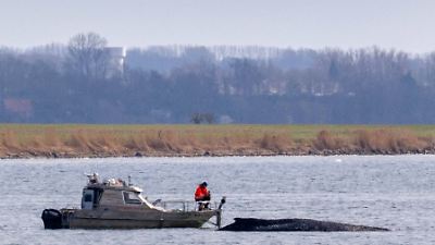 Ostsee: Riskante Katamaran-Rettung von Wal Timmy vom Tisch