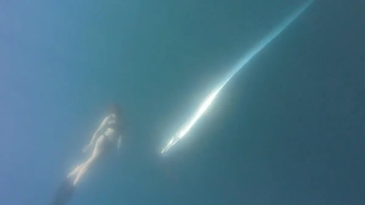 Seltene Begegnung! XXL-Unheilsfisch schwimmt plötzlich neben Taucherin Vier-Meter-Gigant im Golf von Kalifornien