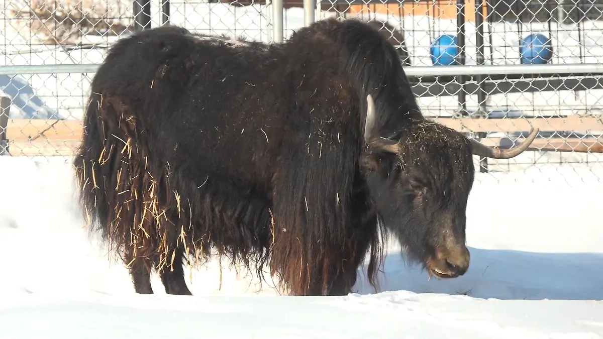 Dieser Yak-Kack ist heiß begehrt – Gärtner zoffen sich um Häufchen! Kostenlose Kot-Probe vom Alaska Zoo
