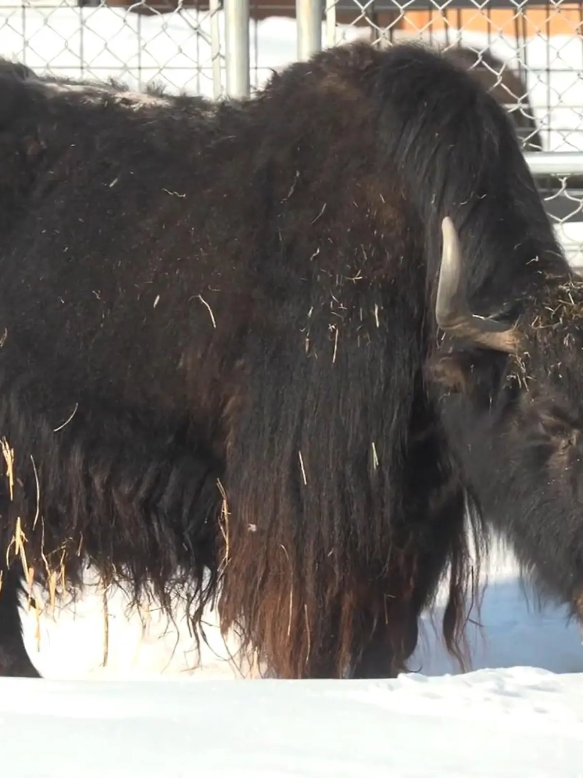 Bild zu: "Dieser Yak-Kack ist heiß begehrt – Gärtner zoffen sich um Häufchen!"