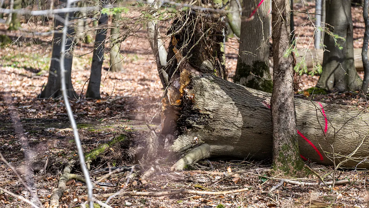 BRD/Flensburg: Oster Drama - 5 Menschen von Baum getroffen - 2 Tote in Satrup - APRIL 26 - 2