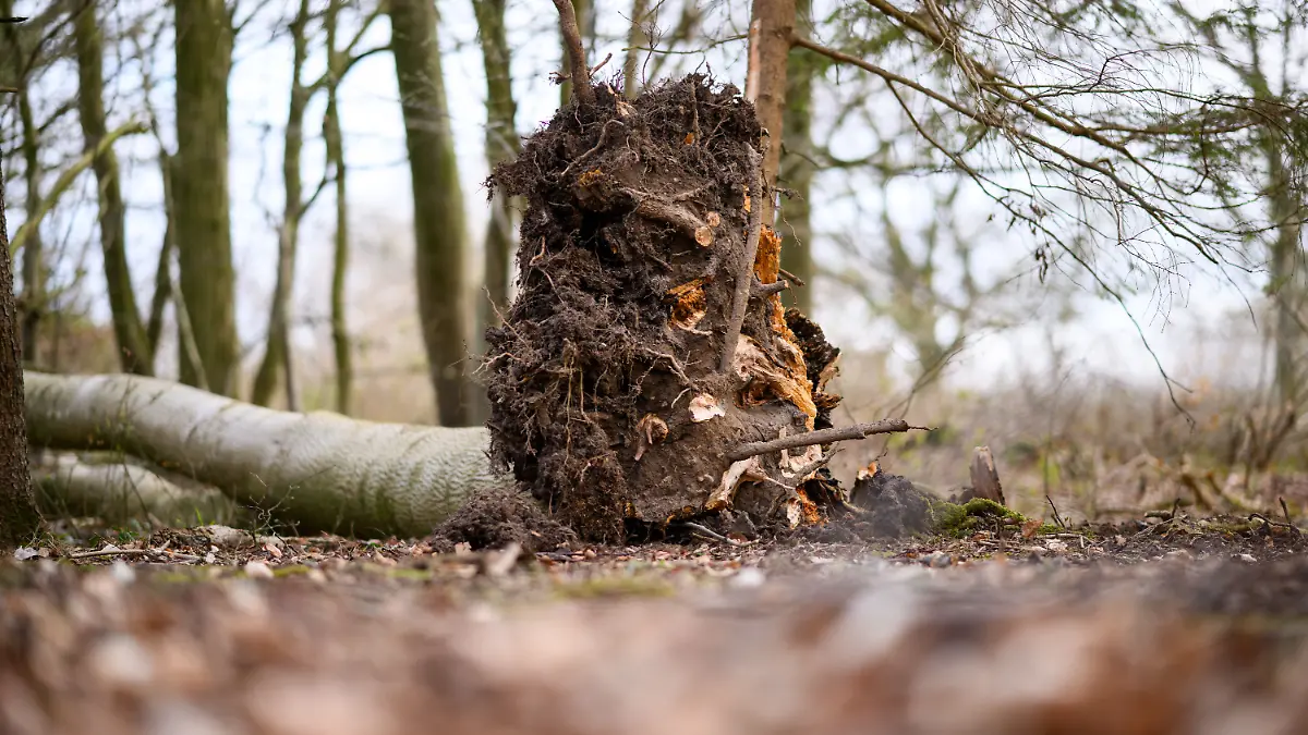 Baum umgestürzt - Drei Tote bei Flensburg