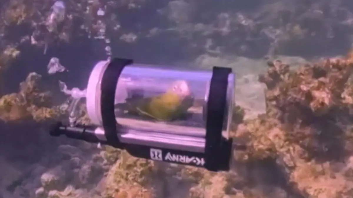 Mit eigenem Mini-U-Boot! Papagei gelingt skurriles Tauch-Abenteuer Bebe auf den Bahamas