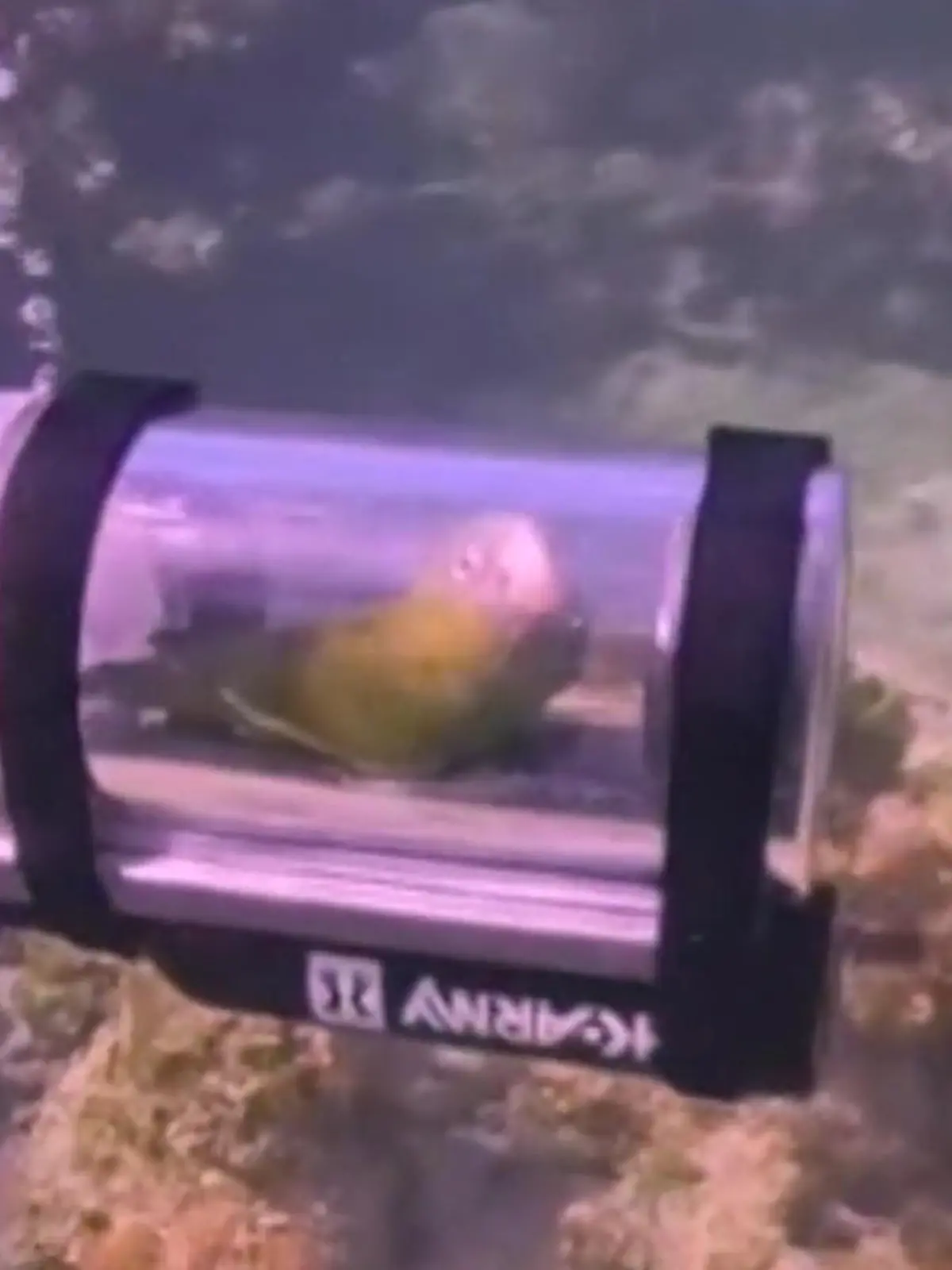 Bild zu: "Mit eigenem Mini-U-Boot! Papagei gelingt skurriles Tauch-Abenteuer"