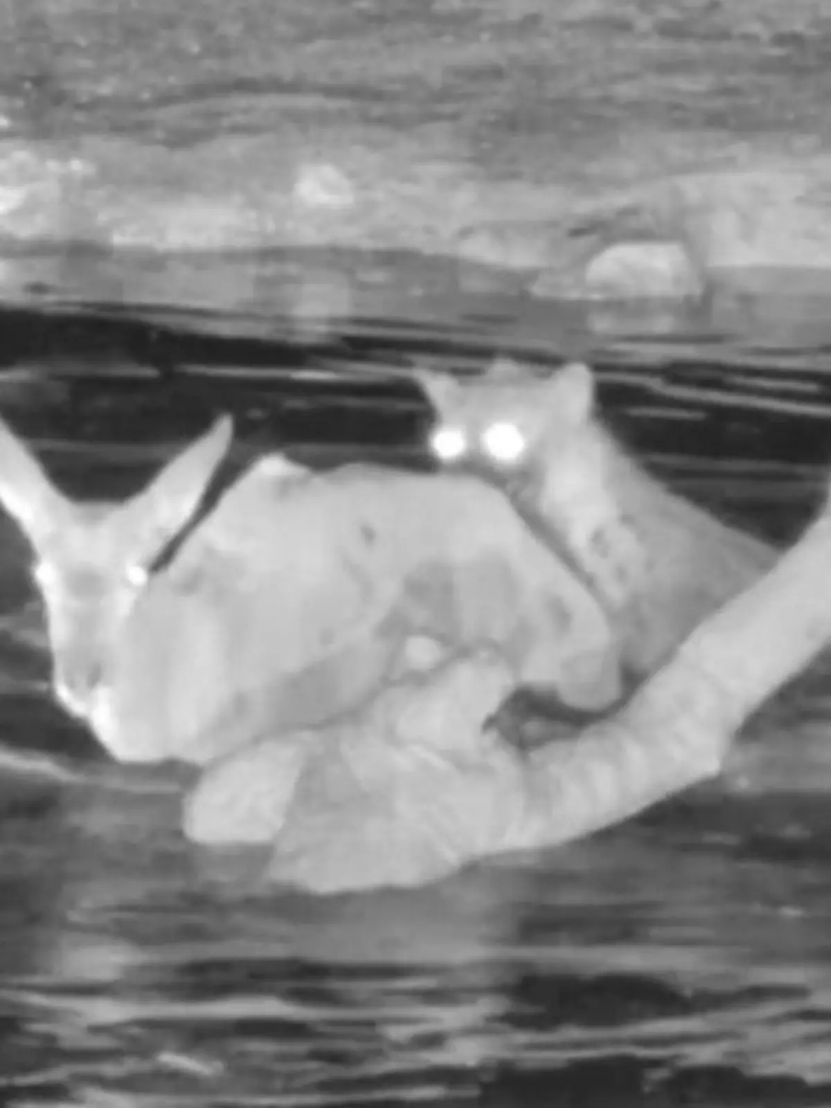 Bild zu: "Antilope sucht HIER Schutz – aber hungrige Hyänen sind gnadenlos!"