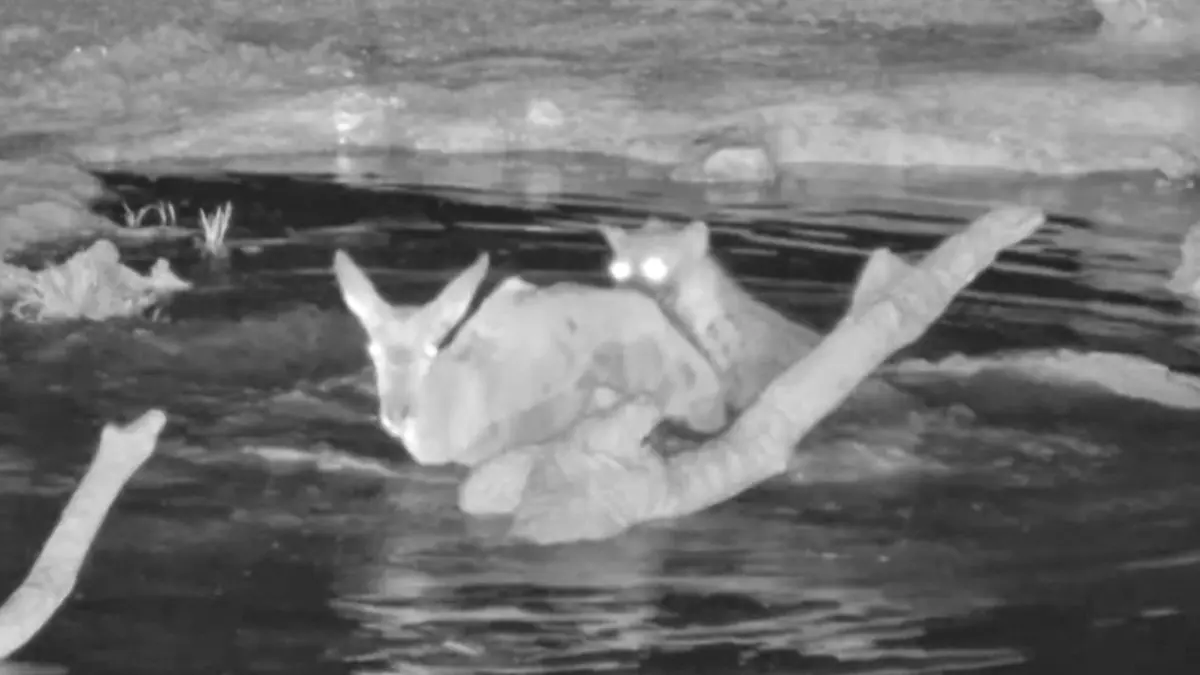 Antilope sucht HIER Schutz – aber hungrige Hyänen sind gnadenlos! Im Nationalpark in Südafrika