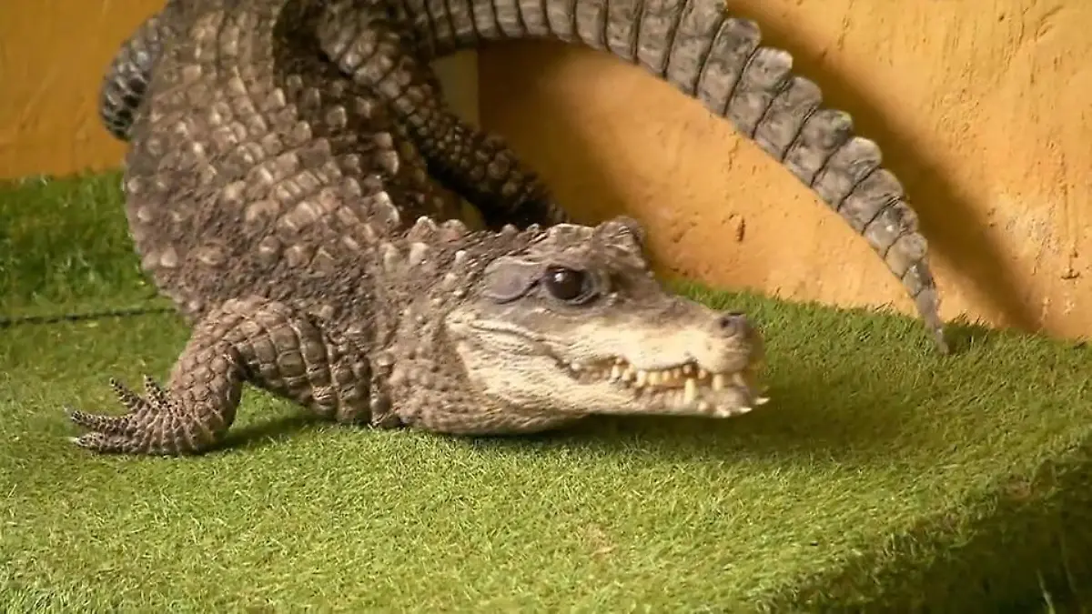 Umzug von Krokodil und Alligator für Großreinmache Frühjahrsputz im Heimgehege