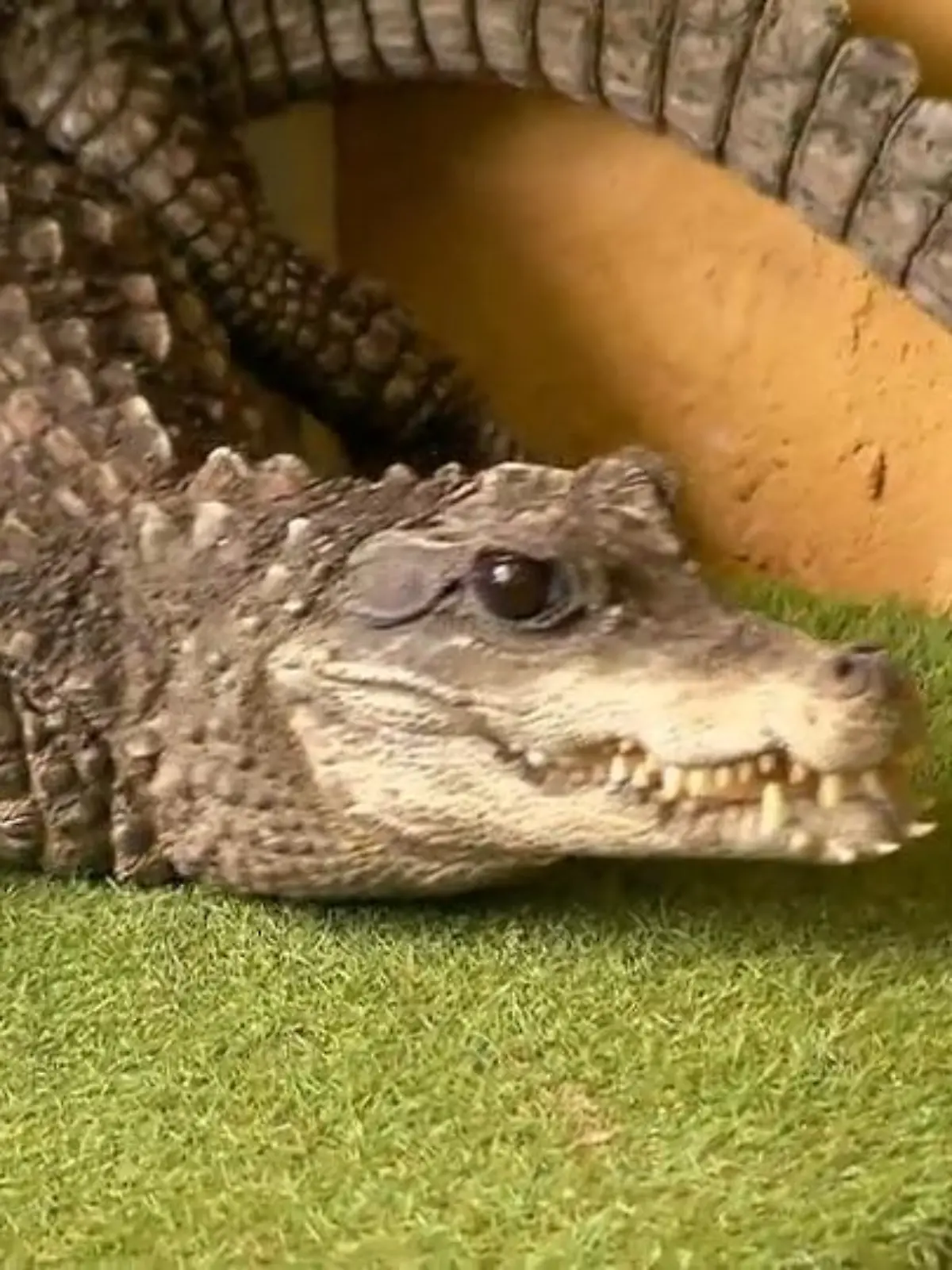 Bild zu: "Umzug von Krokodil und Alligator für Großreinmache"