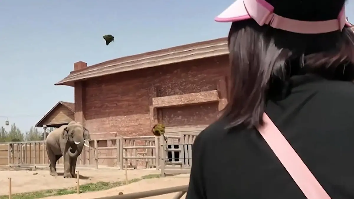 Elefant bewirft Besucher mit seiner Kacke – weil er DAS schei** findet! Kreisch-Alarm im chinesischen Tierpark