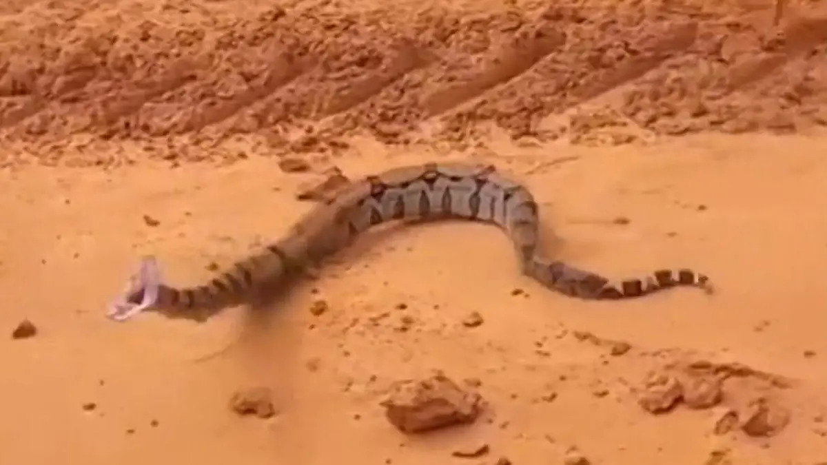 Boa(h) krass! Würgeschlange greift Auto an – bei offenem Fenster! Schreckmoment in Brasilien