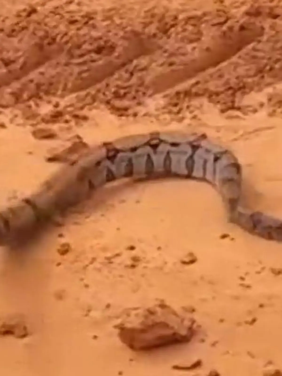 Bild zu: "Boa(h) krass! Würgeschlange greift Auto an – bei offenem Fenster!"