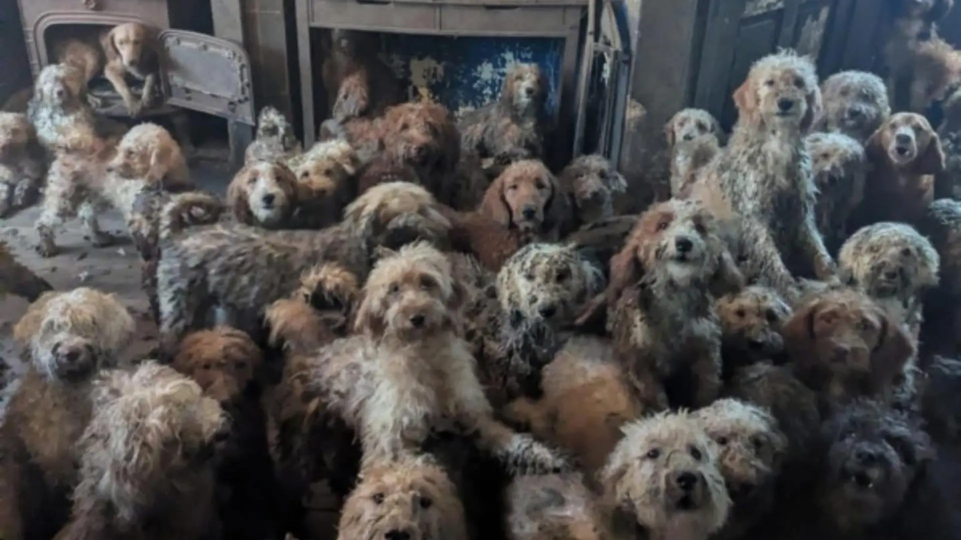 Auf engem Raum sind die 250 Hunde in einem heruntergekommenen Haus zusammengepfercht.