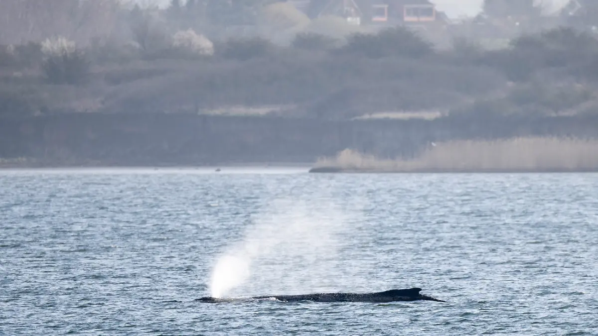 Der Wal gibt Atemluft ab, während er noch immer in der Wismarer Bucht liegt. (zu dpa: «Fall von Buckelwal Timmy gilt als weltweit einzigartig») +++ dpa-Bildfunk +++