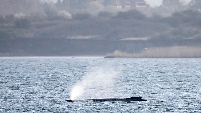 Umweltminister: Der Wal hat eine Chance