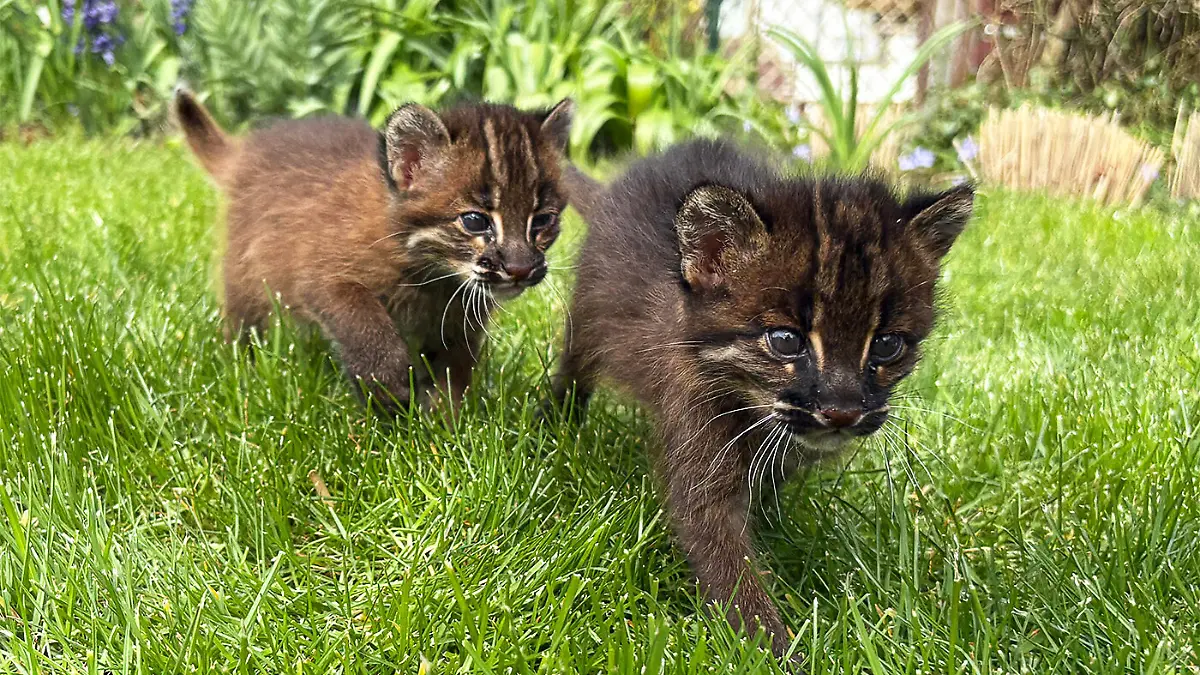 Dieses vom Zoo Heidelberg zur Verfügung gestellte Foto zeigt die beiden Asiatischen Goldkatzen Samin und Mirza in ihrem Gehege im Heidelberger Zoo. +++ dpa-Bildfunk +++