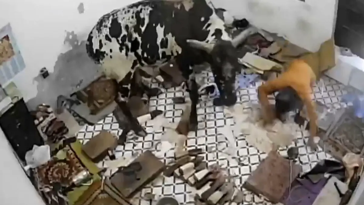 Stierkampf endet in Wohnzimmer Hornfeste Auseinandersetzung in Indien