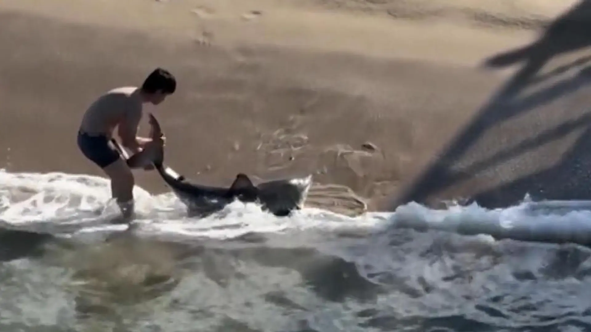 Weißer Hai gestrandet – dann packt ihn Mann an der Schwanzflosse! Rettungsaktion in Kalifornien