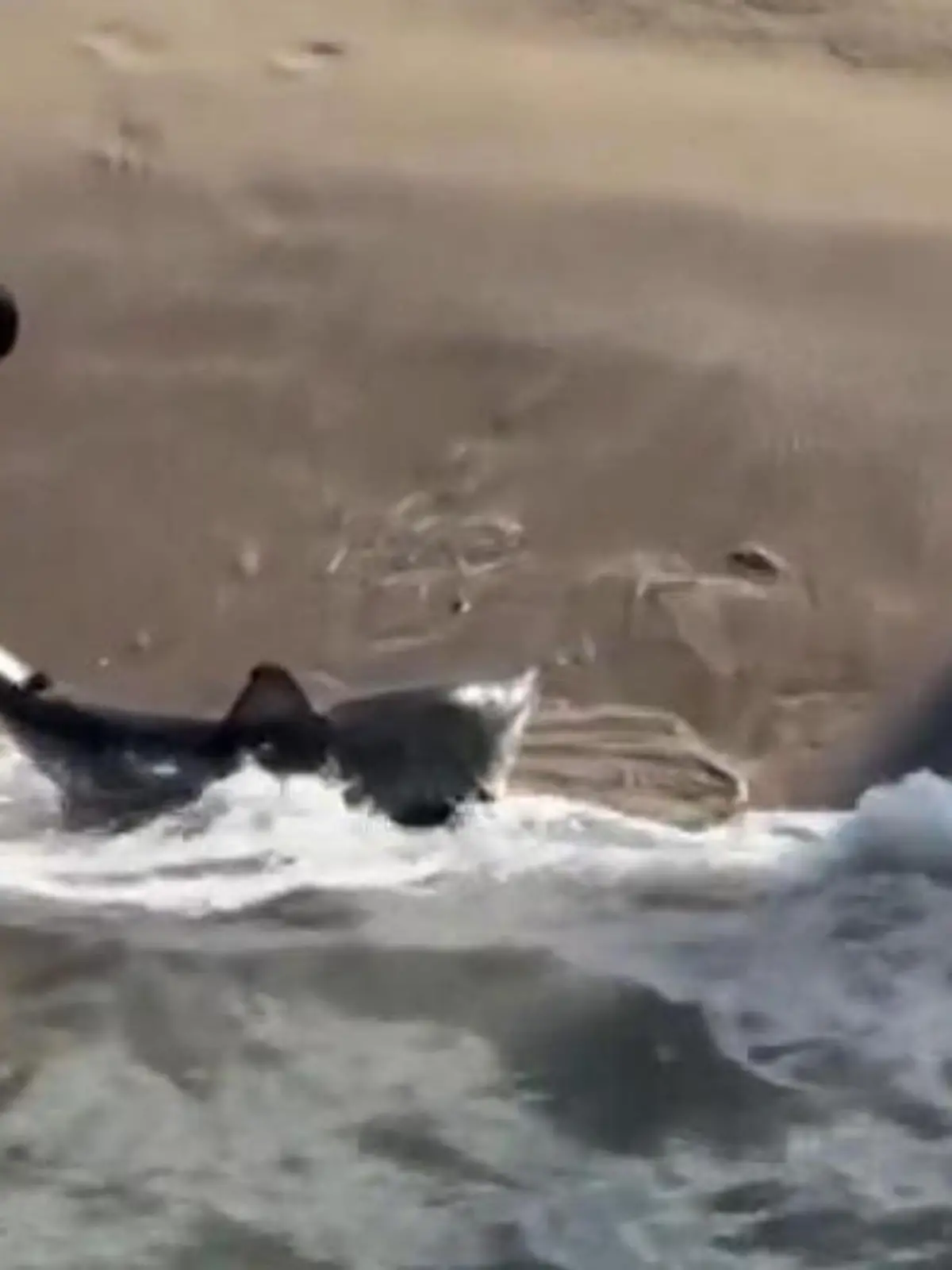 Bild zu: "Weißer Hai gestrandet – dann packt ihn Mann an der Schwanzflosse!"