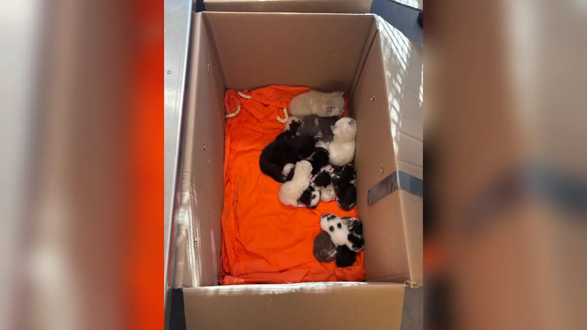 In zwei von diesen Kartons wurden die 23 Katzen am Friedhof entdeckt.