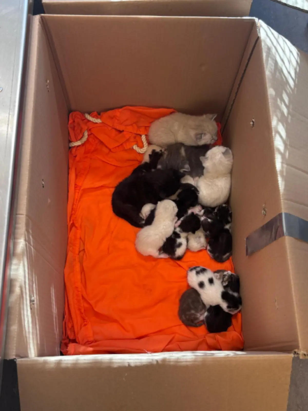 In zwei von diesen Kartons wurden die 23 Katzen am Friedhof entdeckt.