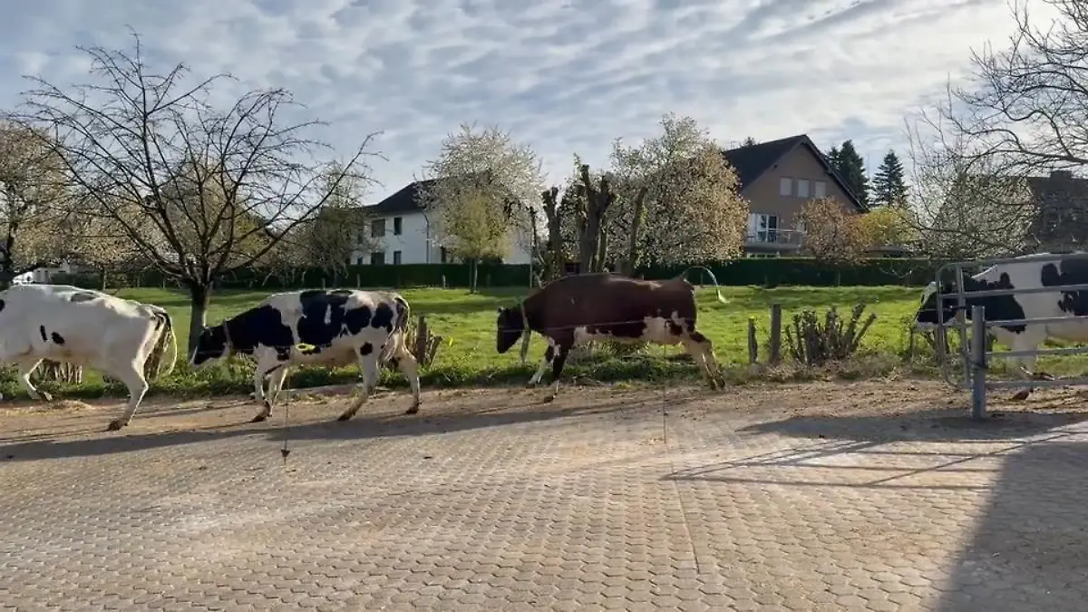 Weideaustrieb begeistert Tiere Raus aus dem Stall