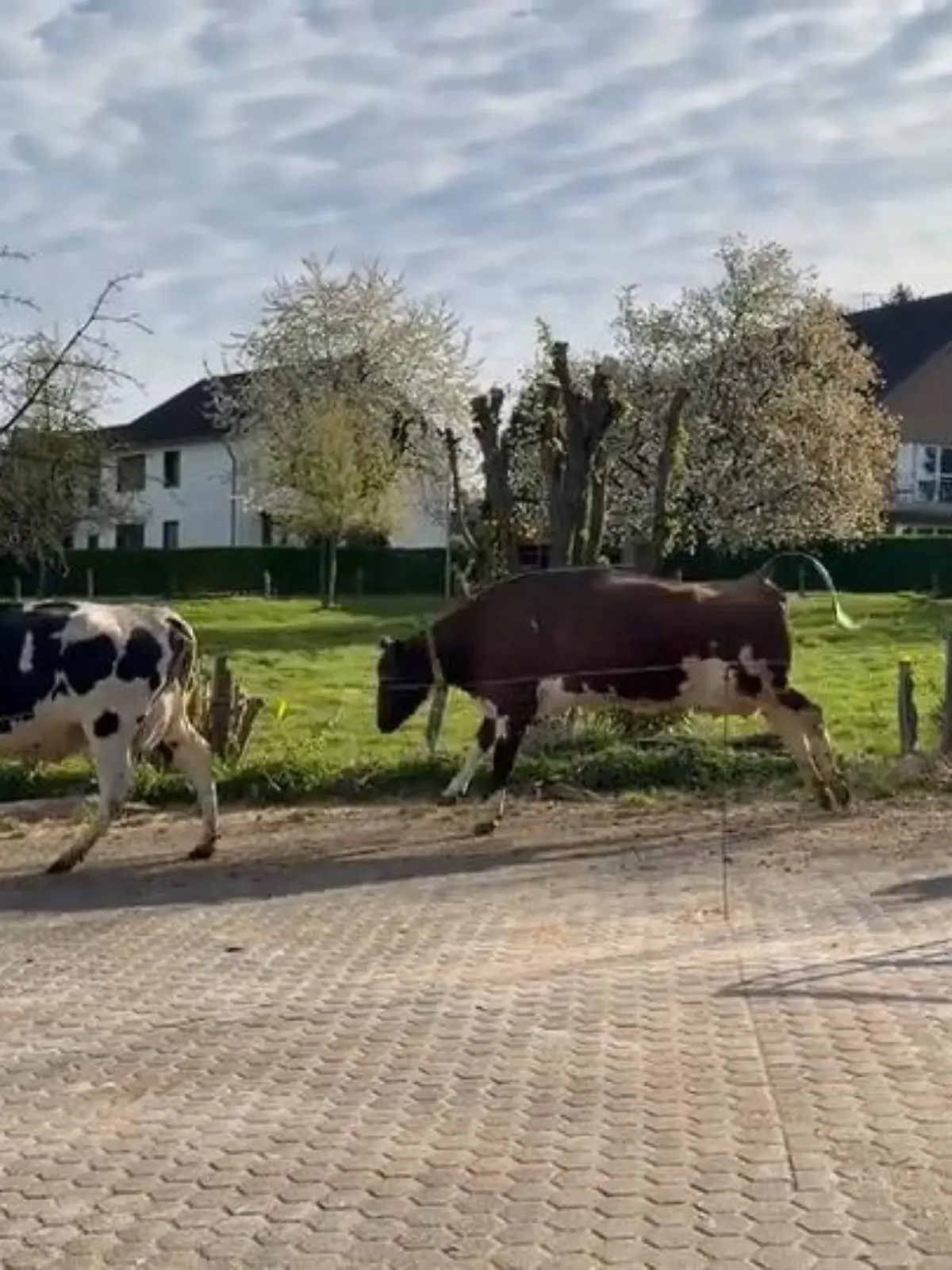 Bild zu: "Weideaustrieb begeistert Tiere "