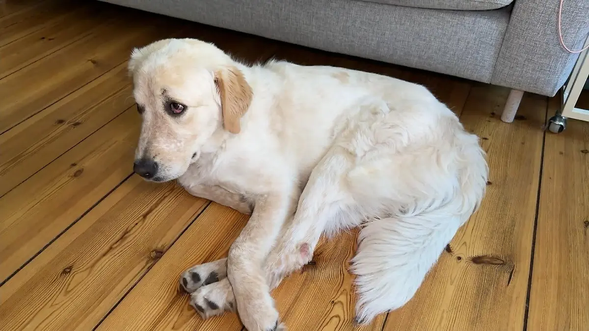 Horrende Tierarztkosten Fallbeispiel