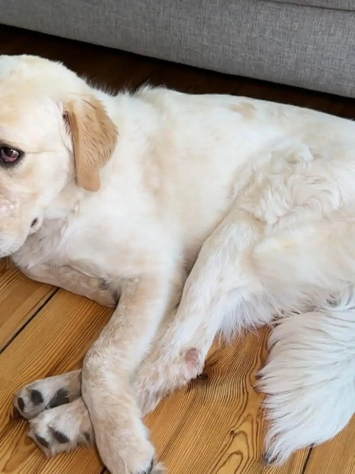 Bild zu: "Horrende Tierarztkosten"