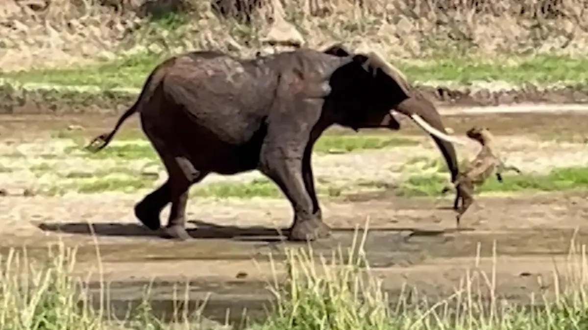 Mit Rüssel weggeschleudert! Hyäne will Baby-Elefant fressen – Herde rächt sich sofort Während Safari in Südafrika