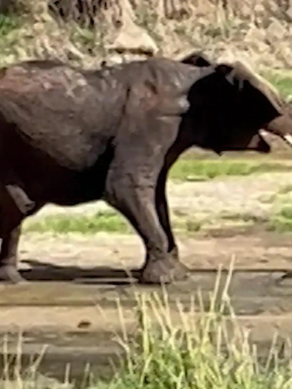 Bild zu: "Mit Rüssel weggeschleudert! Hyäne will Baby-Elefant fressen – Herde rächt sich sofort "