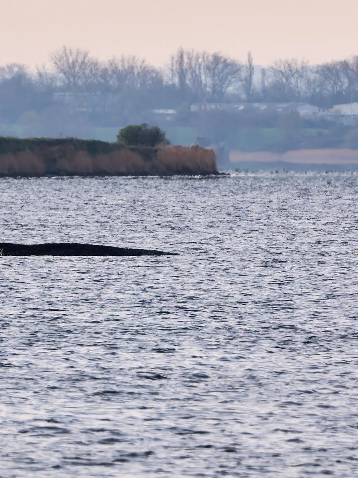 Bild zu: "Neuer Rettungsversuch für Ostsee-Wal"