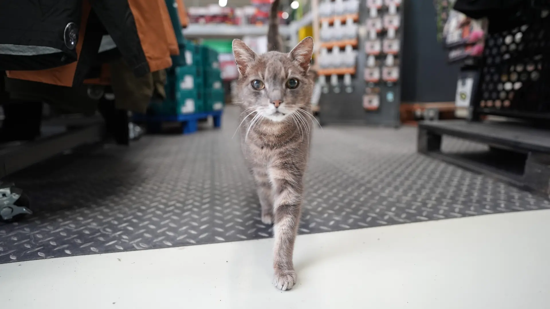 Katze Lotti streift tagsüber durch die Gänge des Baumarkts.