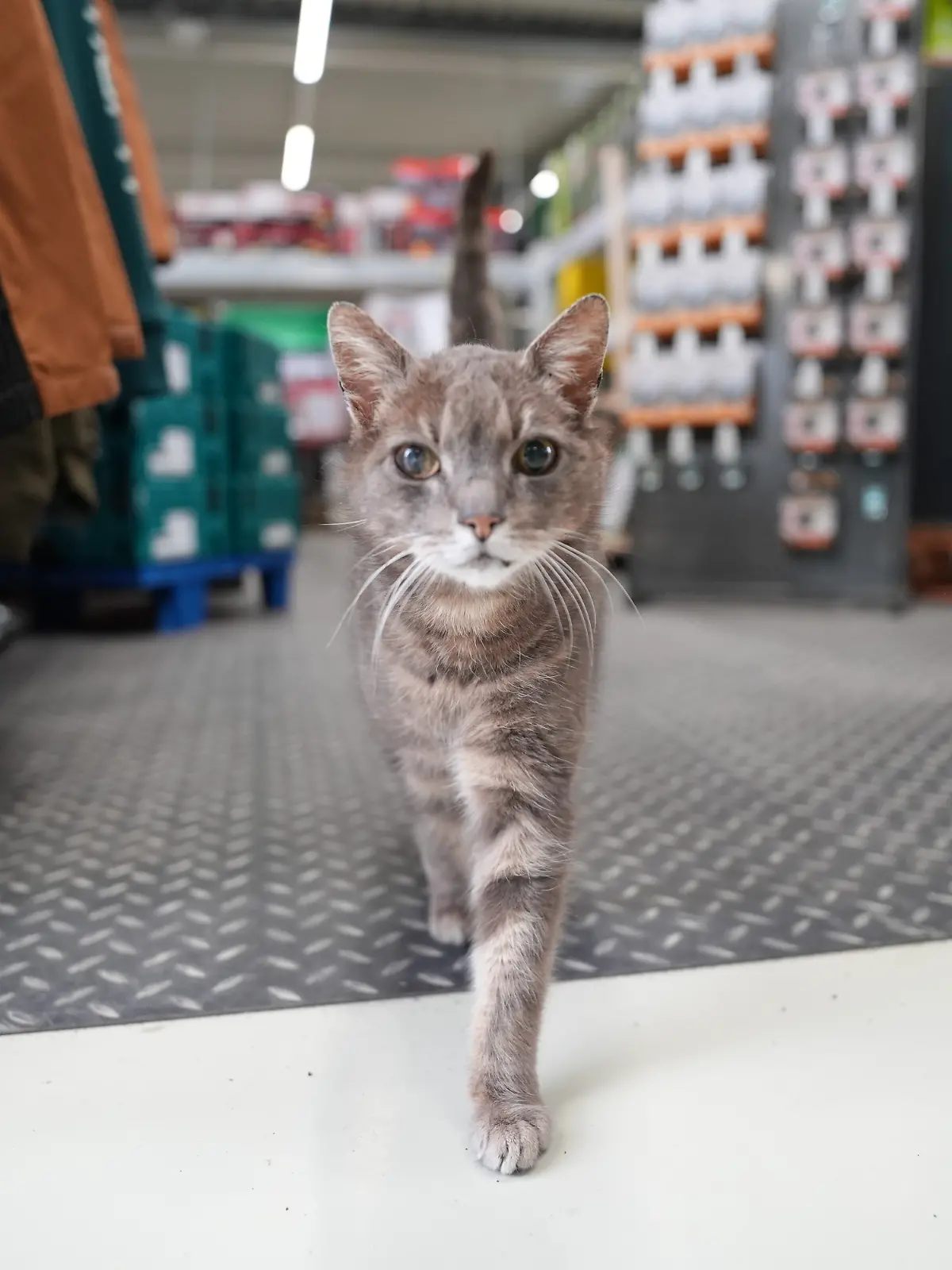Katze Lotti streift tagsüber durch die Gänge des Baumarkts.