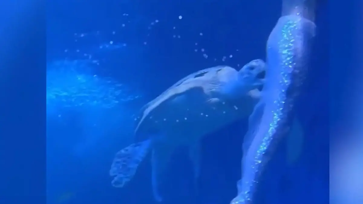 Fiese Po-Attacke! Reptil vergreift sich an Hintern von Meerjungfrau In chinesischem Aquarium