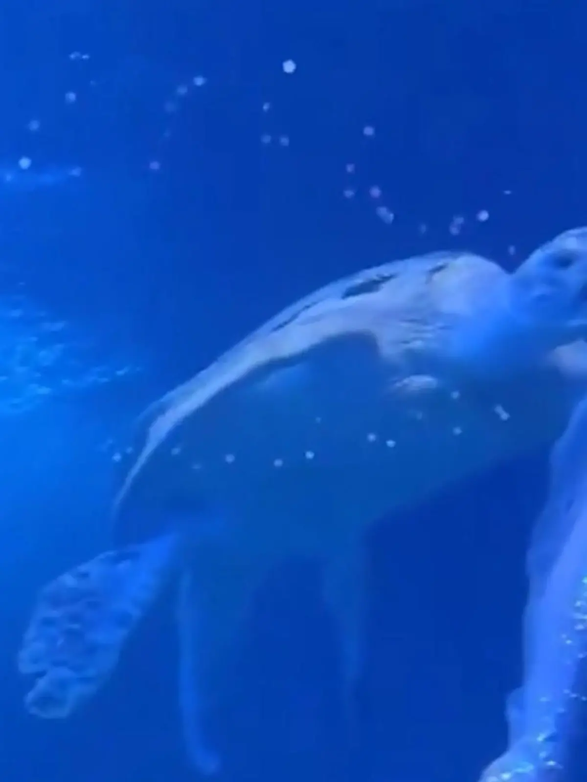 Bild zu: "Fiese Po-Attacke! Reptil vergreift sich an Hintern von Meerjungfrau"