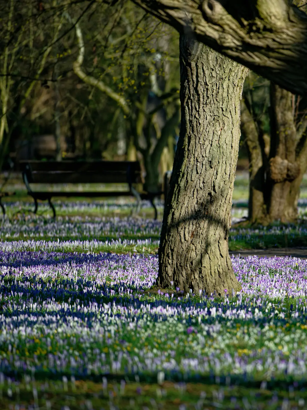 Im Stadtgarten Pulheim kam es zu einer tödlichen Auseinandersetzung.