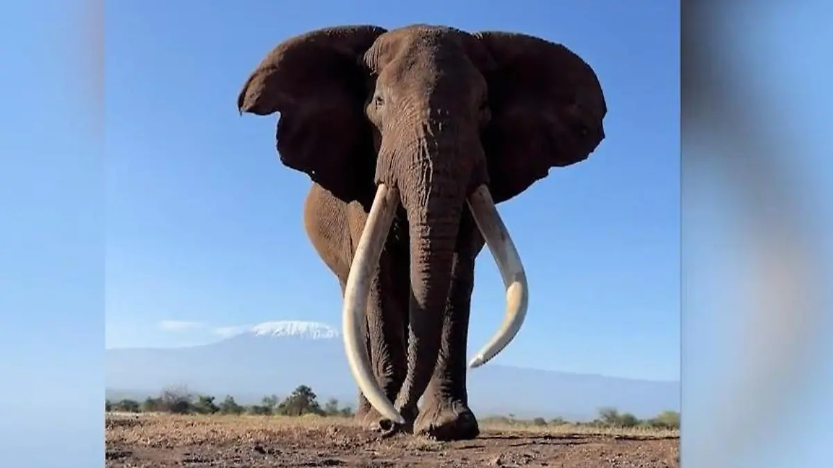 Fast ausgestorben! Seltener Riesen-Elefant kommt Fotograf gefährlich nah Super Tusker in Kenia