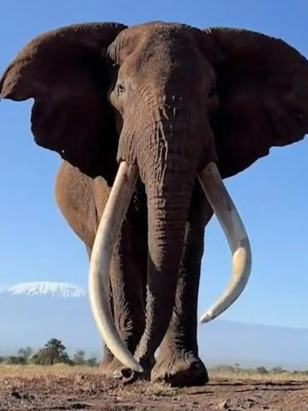 Bild zu: "Fast ausgestorben! Seltener Riesen-Elefant kommt Fotograf gefährlich nah"