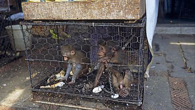 Wildtier-Handel: 1,5x mehr Krankheits-Risiko für Menschen