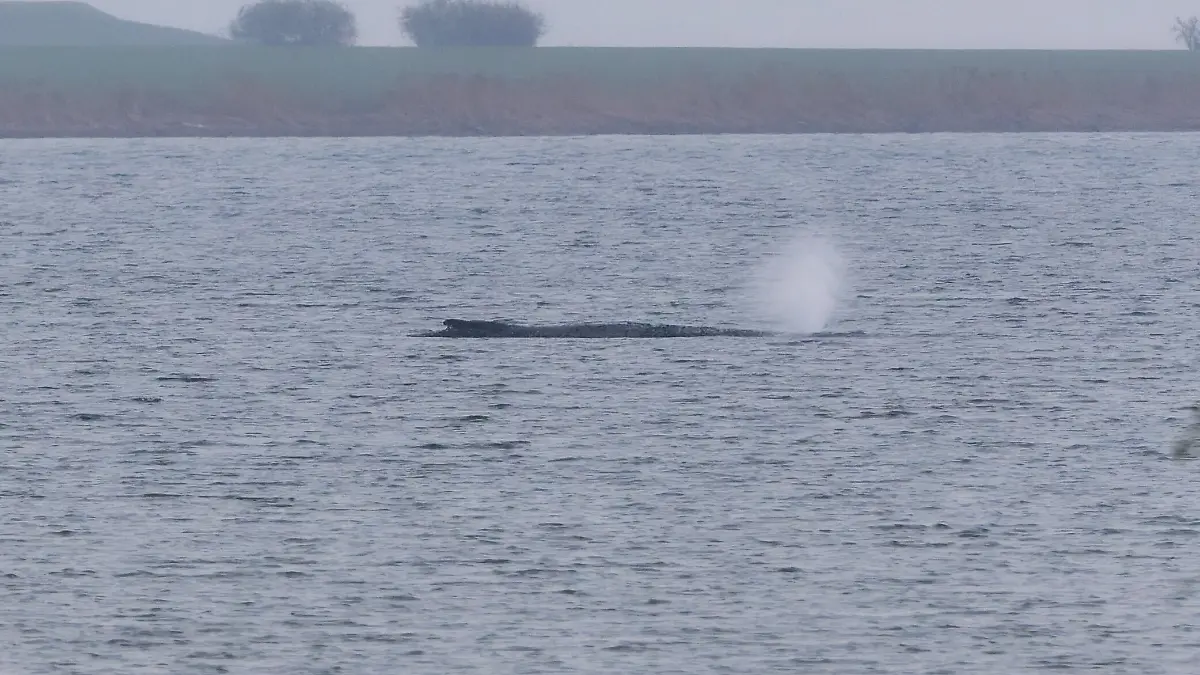 Der Buckelwal liegt am frühen Vormittag noch immer auf einer Sandbank vor der Insel Poel. Seit über einer Woche liegt der rund zwölf Meter lange Meeressäuger in der Bucht vor Wismar. Weitere Rettungsversuche sind aufgrund des schlechten Gesundheitszustands des Wals nicht geplant. +++ dpa-Bildfunk +++