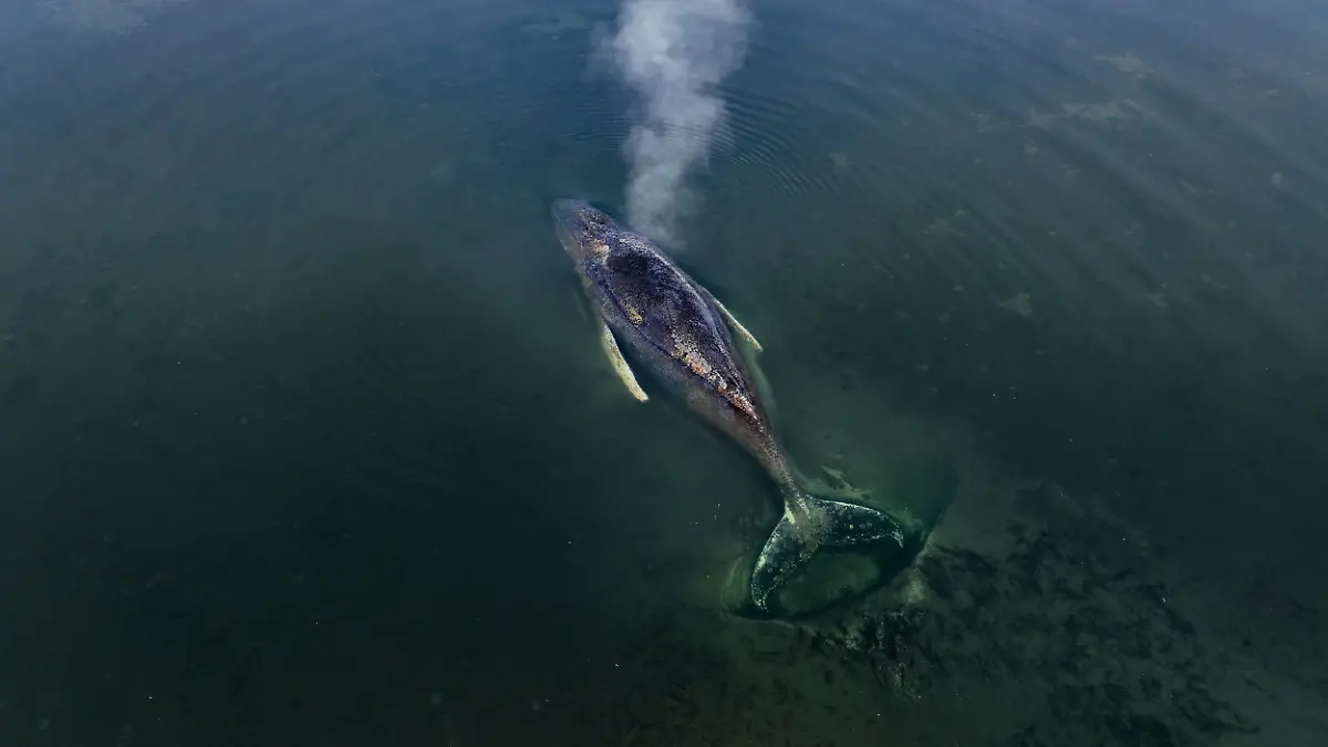 Die von Greenpeace Deutschland zur Verfügung gestellte Aufnahme zeigt den gestrandeten Buckelwal vor der Insel Poel in der Ostsee. Greenpeace ist vor Ort und unterstützt die laufenden Maßnahmen. +++ dpa-Bildfunk +++