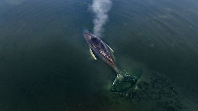Wal auf Insel Poel: Atmet schwächer – droht der Tod?
