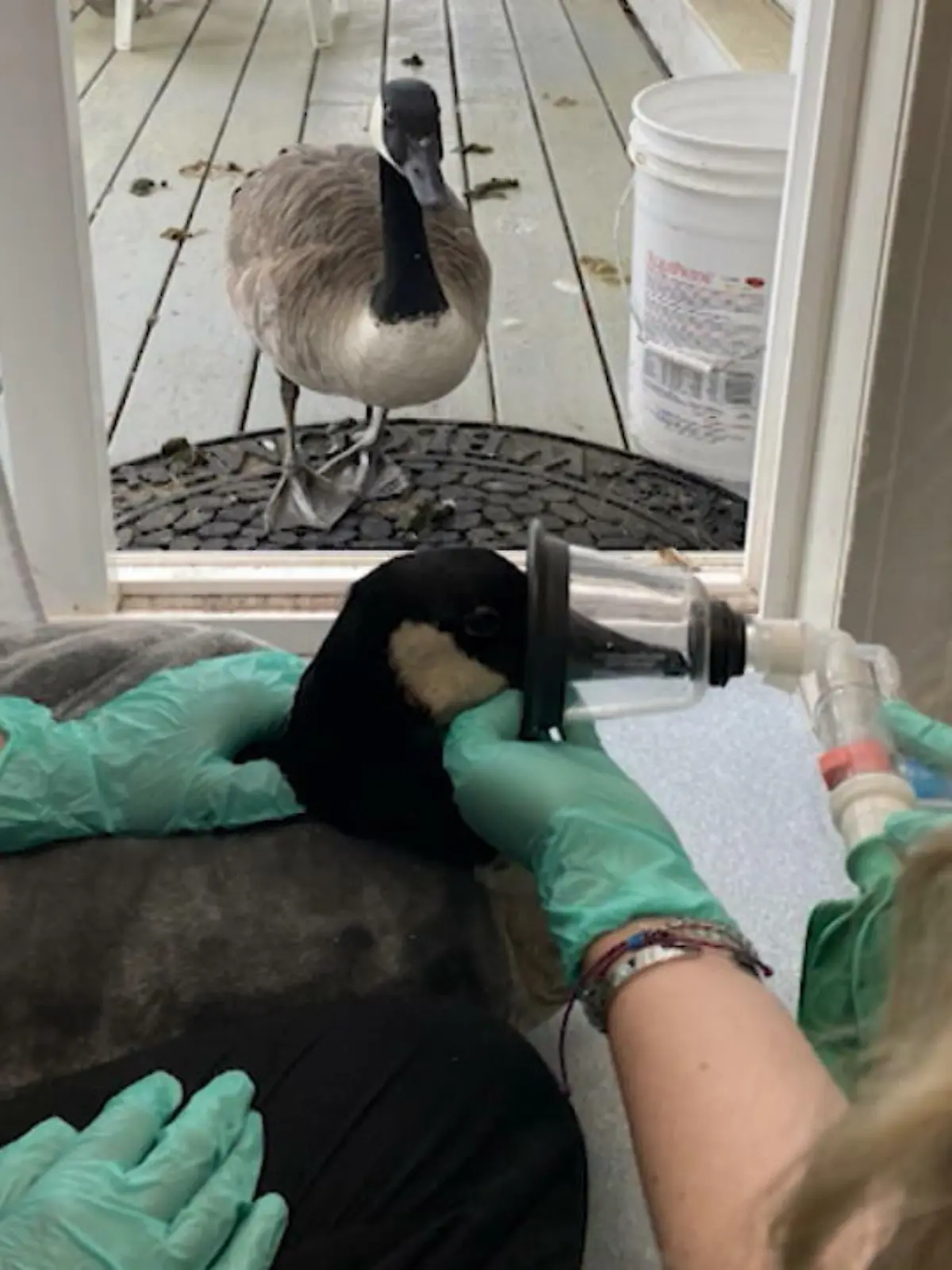 Bild zu: "Gans besucht Gänserich beim Tierarzt"