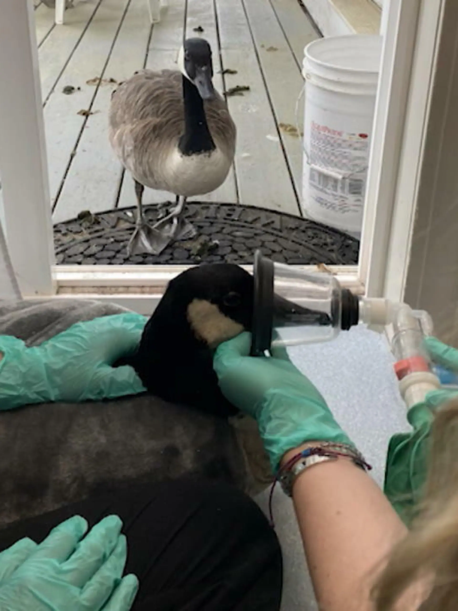 Bild zu: "Gans besucht Gänserich beim Tierarzt"