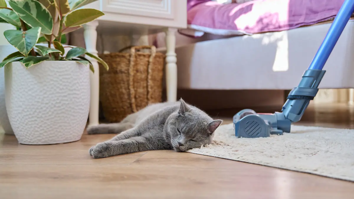Mit den richtigen Staubsaugern haben Tierhaare auf Teppichen, Sofas und Böden endlich keine Chance mehr.