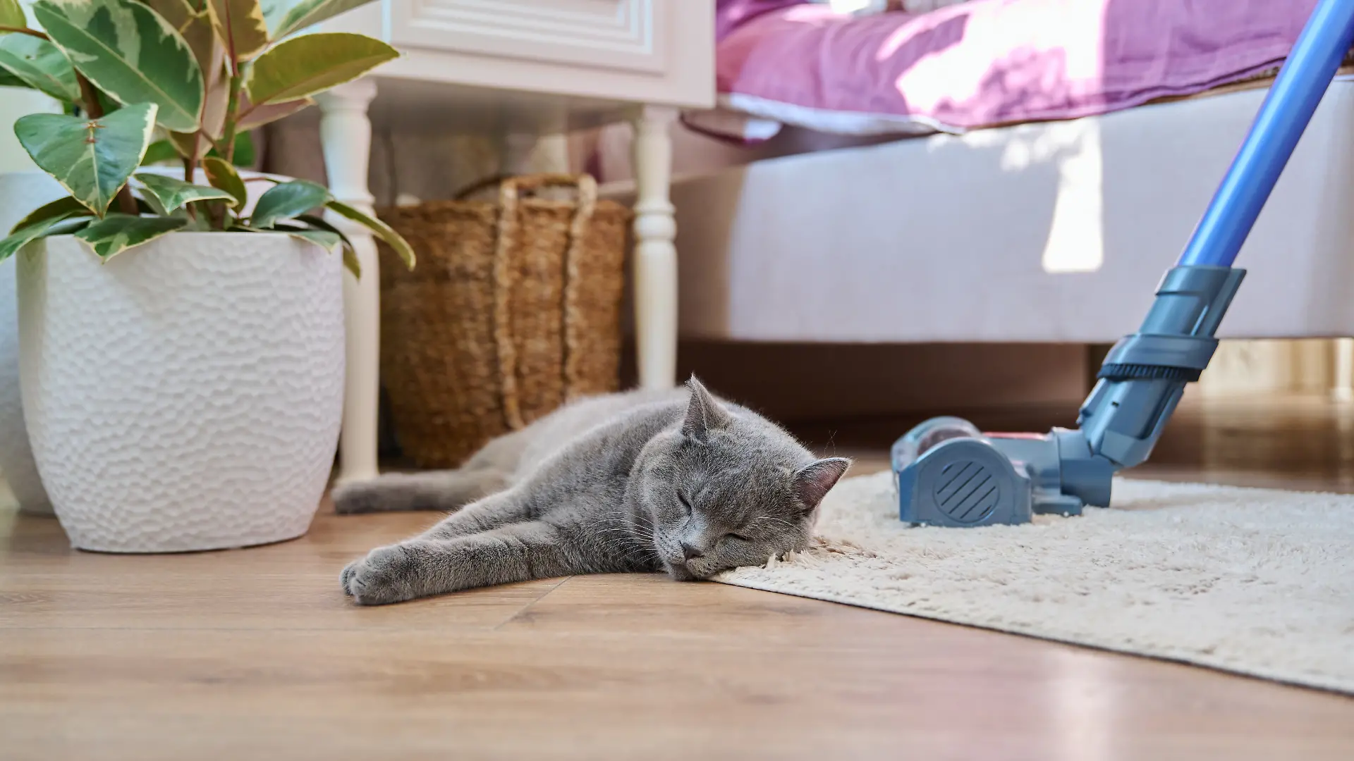 Mit den richtigen Staubsaugern haben Tierhaare auf Teppichen, Sofas und Böden endlich keine Chance mehr.
