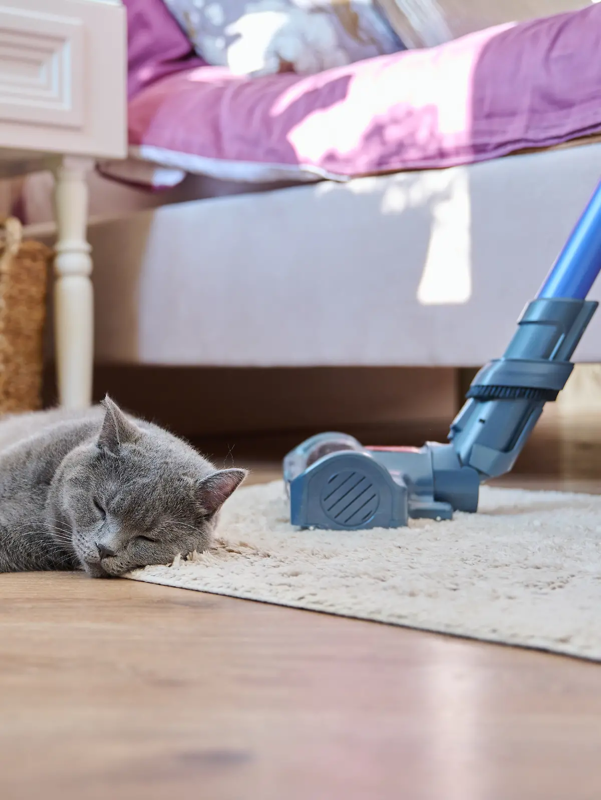 Mit den richtigen Staubsaugern haben Tierhaare auf Teppichen, Sofas und Böden endlich keine Chance mehr.