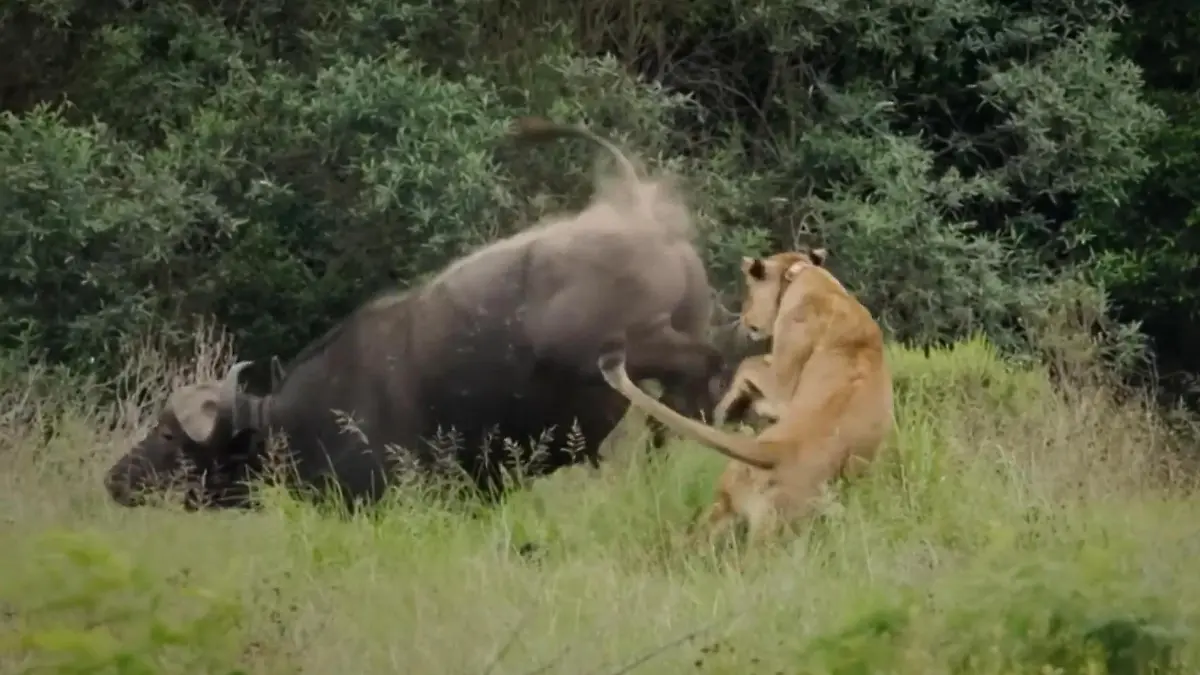 Schmerzhafter Alleingang! Büffel kontert Löwen-Angriff – mit einem Kick Tourguide in Südafrika filmt brutale Attacke
