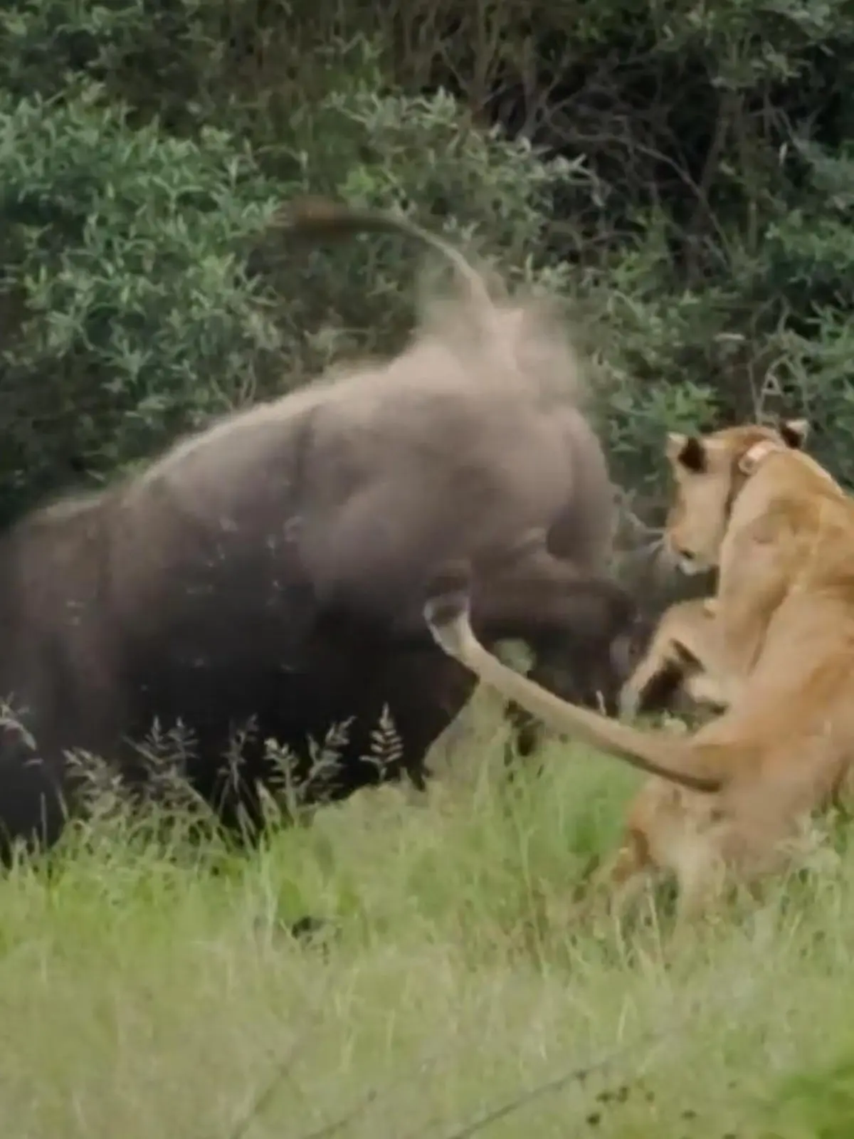 Bild zu: "Schmerzhafter Alleingang! Büffel kontert Löwen-Angriff – mit einem Kick"