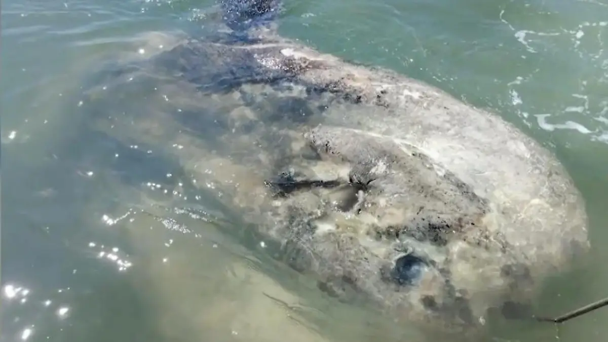 Rätsel um toten Meeresriesen! Tonnenschwerer Mondfisch wird zur Gefahr Bizarrer Fund in Venedig